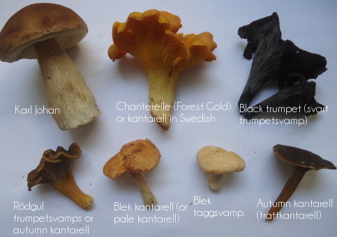 mushrooms and names