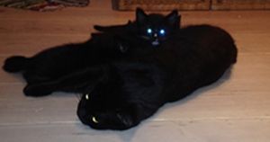 cats-black