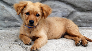 dog 300x168 Importing your pets to Sweden