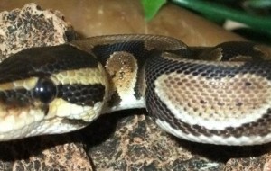 snake