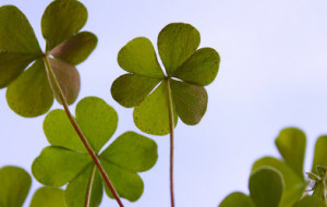shamrocks.jude.doyland