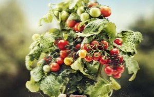 tomato.plant.nordic.gardens
