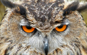 owl.mark.a.coleman.cropped.featured
